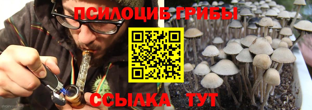 купить   Калуга  Галлюциногенные грибы Psilocybe  Галлюциногенные грибы Psilocybe 