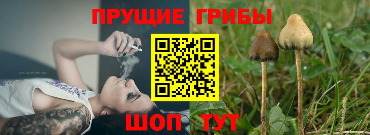 Псилоцибиновые грибы MAGIC MUSHROOMS  Псилоцибиновые грибы Psilocybine cubensis  Калуга  Вход с VPN 